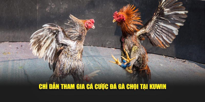 Cách tham gia đặt cược đá gà chọi tại nhà cái Kuwin