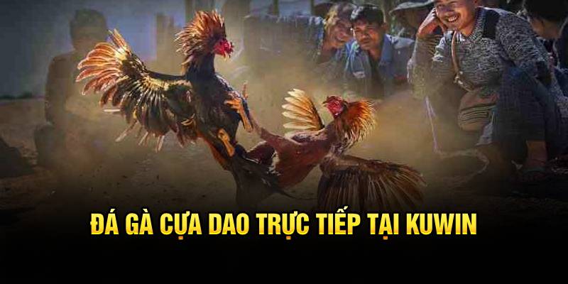 Đá gà cựa dao trực tiếp 