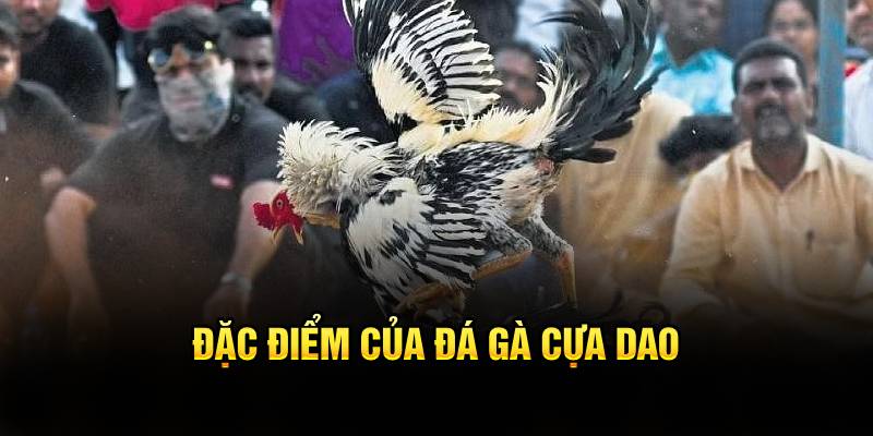 Đặc điểm nổi bật của bộ môn đá gà cựa dao