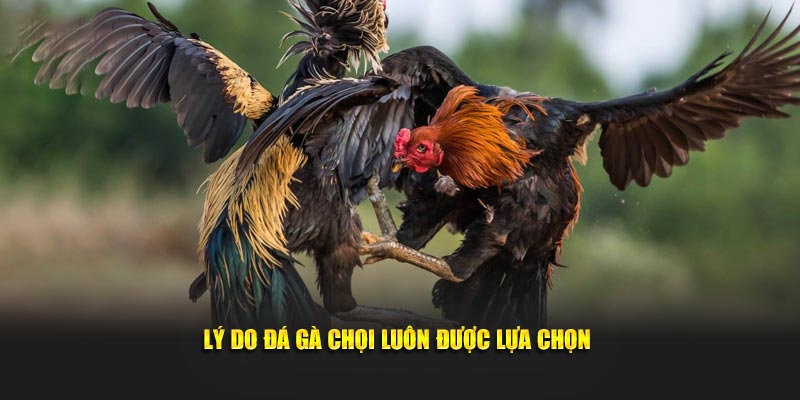 Giải mã lý do về sức hút của bộ môn đá gà chọi